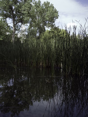 Pond in city park