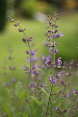 Medicinal lavender is an aromatic and medicinal plant of the mummified family.