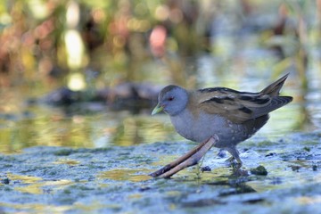 Little Crake (Porzana parva), Greece