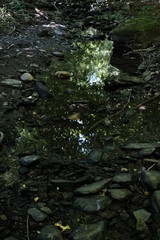 Jungle rivulet inside a forest during summer