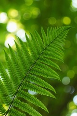 Ferns (Polypodiophyta) are a detachment of sprue vascular plants, or Pteridophyta, whose representatives are widely distributed throughout the Earth.