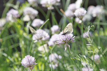 Белая бабочка на цветах