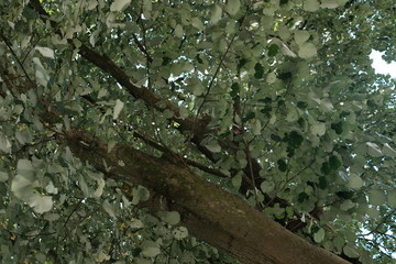 Tilia cordate Linde zur Sommerzeit mit Blüten