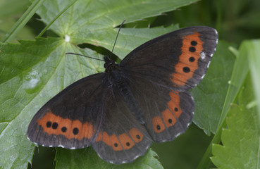 Black butterfly with red-spotted wings sitting on a green leaf