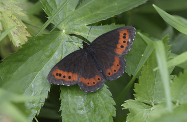 Black butterfly with red-spotted wings sitting on a green leaf