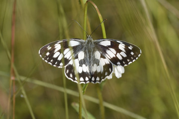A butterfly marbled white, Melanargia galathea, sits on a plant stem