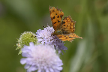 Butterfly anglewing, Polygonia c-album (comma), feeding nectar on a blue wild flower