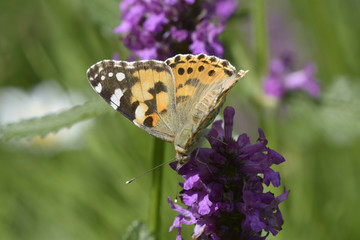 Yellow butterfly with black-spotted wings feeding on nectar from a purple wild flower