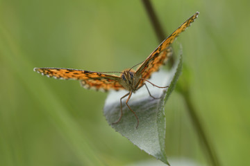 Fototapeta na wymiar Yellow butterfly with black-spotted wings sitting on a green leaf, front view