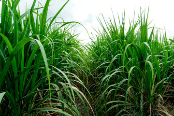  sugar cane in fame under the sky in a day it for sugar industry,agriculture concept.