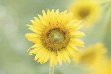 Sunflower soft blur for background