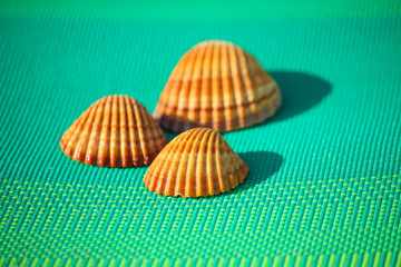 Seashells on the towel (acanthocardia tuberculata)
