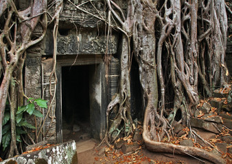 Obraz premium Ta Prohm temple at Angkor. Siem Reap province. Cambodia