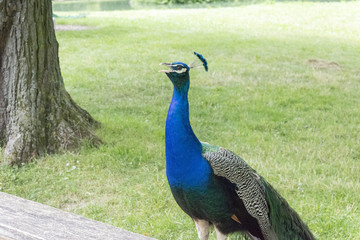 Obraz premium Peacocks at the Bagatelle Park, Paris