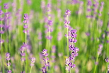 Lavender lavandula flowering plant purple green field, sunlight soft focus, blur background copy space