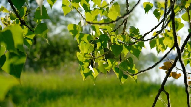Birch leaves backlit in day light, with copy space