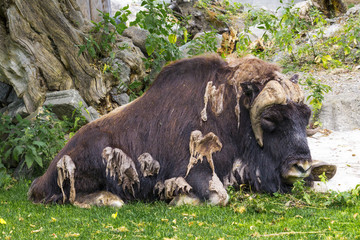 Fototapeta premium the musk ox lies on the grass