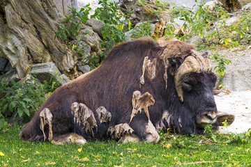 the musk ox lies on the grass