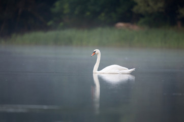 Obraz premium Swan on small lake on foggy morning