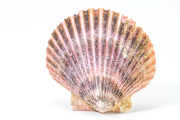Oyster shell in white background