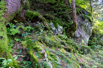 Wald in den Bergen, Frankreich