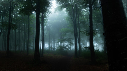 Panorama of foggy forest. Fairy tale spooky looking woods in a misty day. Cold foggy morning in...