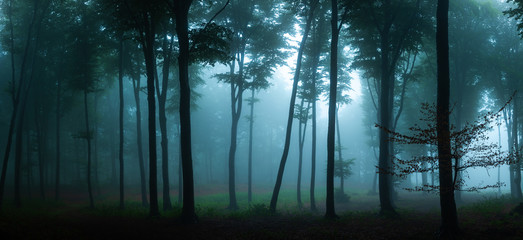 Fototapeta premium Panorama mglistego lasu. Bajka strasznie wyglądający las w mglisty dzień. Zimny mglisty poranek w lesie grozy