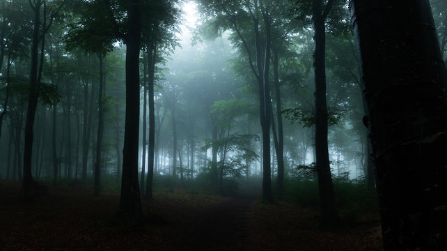Fototapeta Panorama of foggy forest. Fairy tale spooky looking woods in a misty day. Cold foggy morning in horror forest