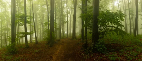 Fotobehang Panorama of foggy forest. Fairy tale spooky looking woods in a misty day. Cold foggy morning in horror forest © bonciutoma