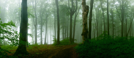 Panorama of foggy forest. Fairy tale spooky looking woods in a misty day. Cold foggy morning in horror forest - obrazy, fototapety, plakaty
