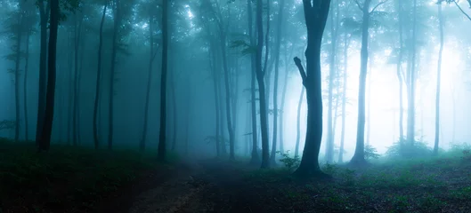 Gordijnen Panorama van mistig bos. Sprookje spookachtig uitziende bossen in een mistige dag. Koude mistige ochtend in horrorbos © bonciutoma