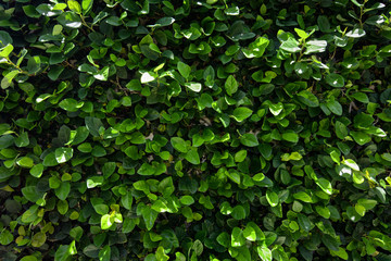 Fototapeta na wymiar Natural green hedge background of a climbing shrub covering a wall