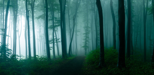 Naklejka premium Panorama mglistego lasu. Bajka strasznie wyglądające lasy w mglisty dzień. Zimny mglisty poranek w lesie grozy