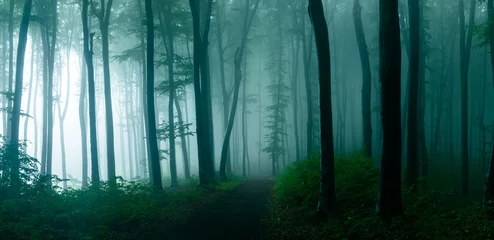 Gardinen Panorama of foggy forest. Fairy tale spooky looking woods in a misty day. Cold foggy morning in horror forest © bonciutoma