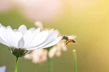 Cosmos beautiful flower is blossom in the garden