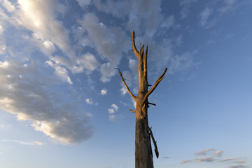 Arbre mort et ciel