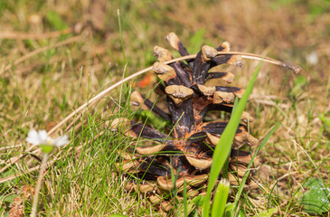 Pine Cone On The Forest Floor 2