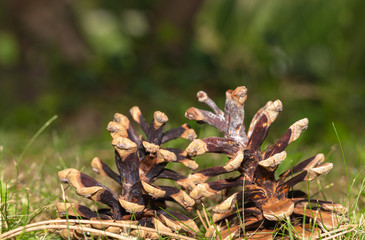 Pine Cone On The Forest Floor 3