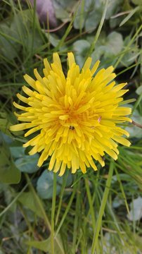 fiore di tarassaco a Cividale del Friuli udine italia 