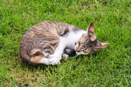 a young cat lies on the grass and plays with his tail