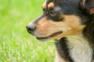 dog on the green summer grass