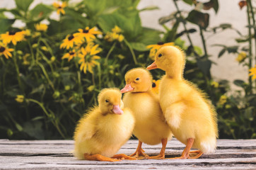 Cute ducklings on an old rustic wooden table in the garden