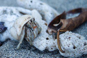 Drôle de coquillage