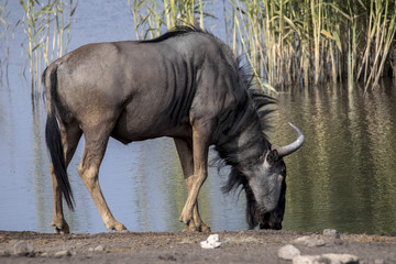 Fototapeta premium Blue Wildebeest Connochaetes taurinus, drinks from waterhole, Etosha National Park, Namibia