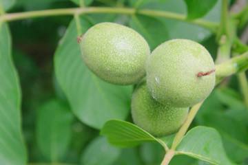 Young walnuts on a branch. Candid.