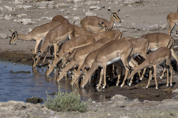 Herd of Impala, Aepyceros melampus, drinking in waterhole Etosha National Park, Namibia