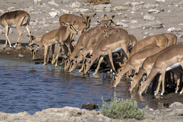 Fototapeta na wymiar Herd of Impala, Aepyceros melampus, drinking in waterhole Etosha National Park, Namibia