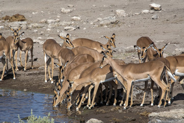 Herd of Impala, Aepyceros melampus, drinking in waterhole Etosha National Park, Namibia