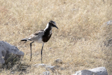 Blacksmith Plover, Hoplopterus armatus, in Etosha National Park, Namibia