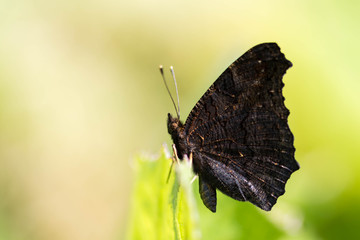 Papillon paon du jour